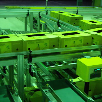 Automated banana packaging conveyor system